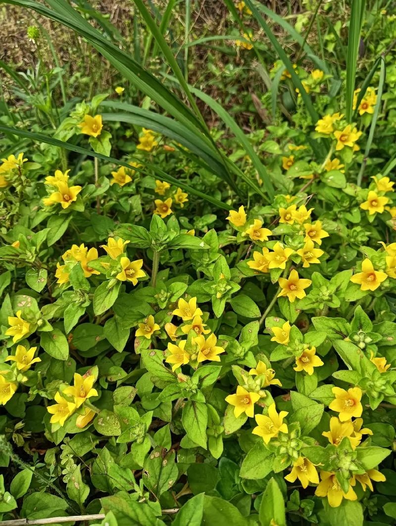 野花视频直播免费观看，凌晨三点观赏日本野花的建议与解析标题生成参考，深夜观花？揭秘最佳时机背后的真相插图1