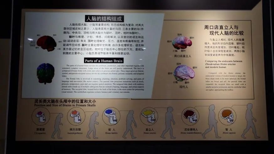 探索磁力狗,BT磁力搜索引擎的新领域插图 探索磁力狗,BT磁力搜索引擎的新领域插图