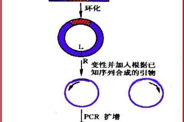 基因反向链接，改变序列影响表达与功能-红迪亚