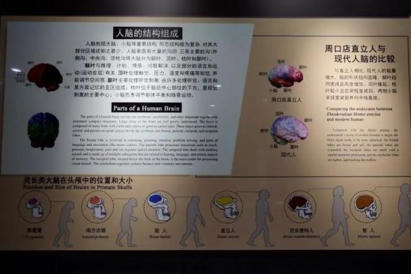 探索磁力狗，BT磁力搜索引擎的新领域-红迪亚