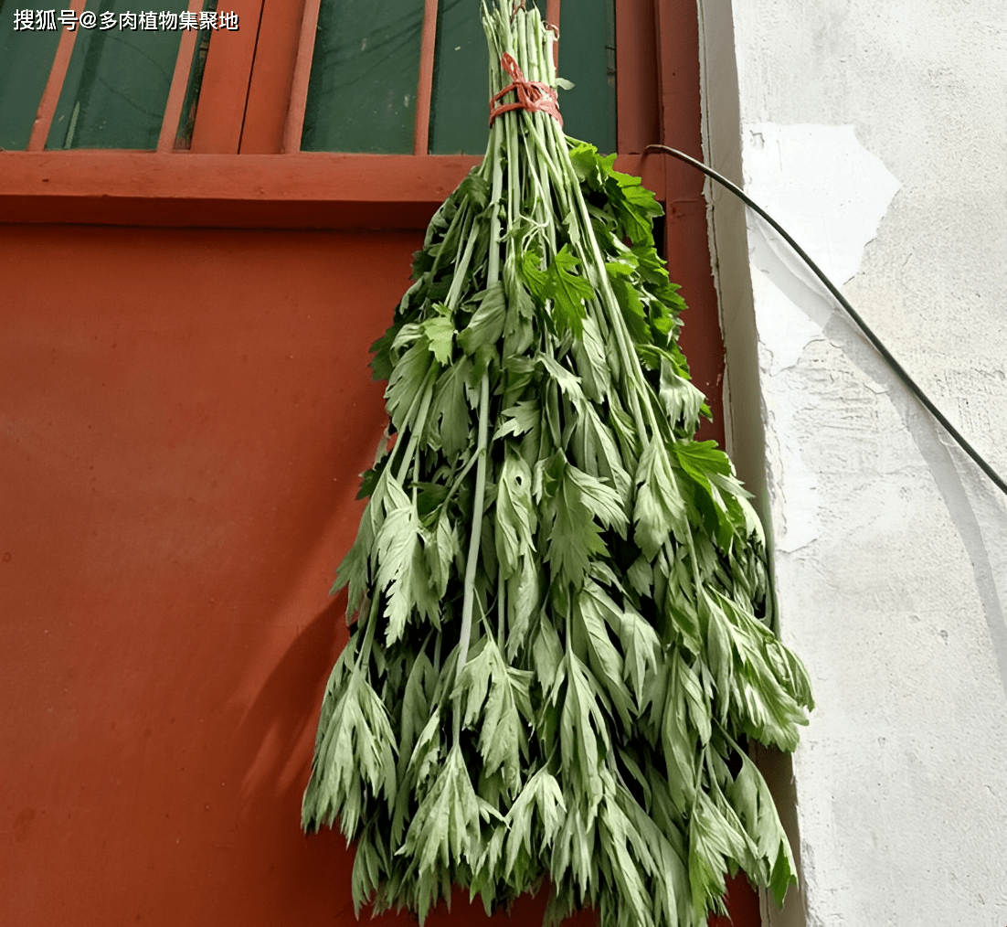 艾草挂门口的风水禁忌与注意事项，作用、位置及处理方式解析插图