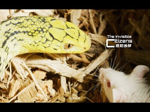 暗藏杀机指蛇。插图