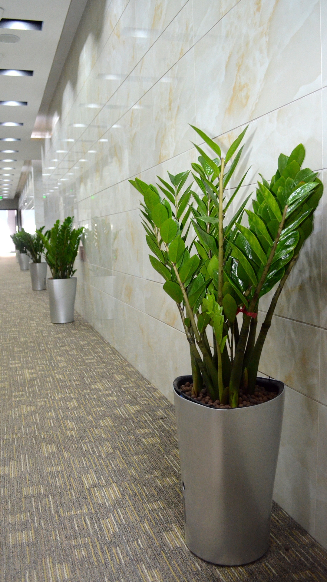 办公室植物摆放风水技巧插图