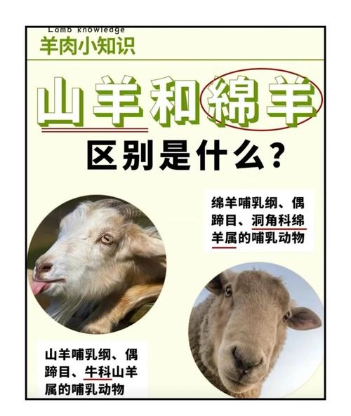 半斤八两猜生肖的谜底是羊。插图