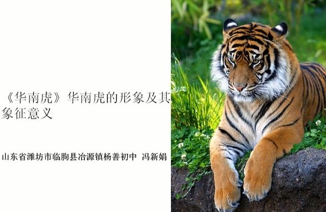 北门南牙与生肖虎有关,解析背后的文化象征和含义插图 北门南牙与生肖虎有关,解析背后的文化象征和含义插图