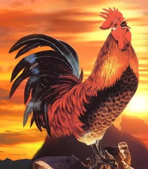 白手起家的生肖，鸡的象征与自立精神插图