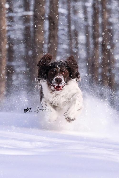 冰天雪地生肖狗插图