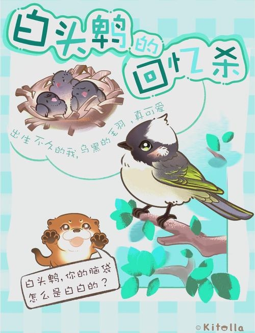 白头翁生肖之谜插图