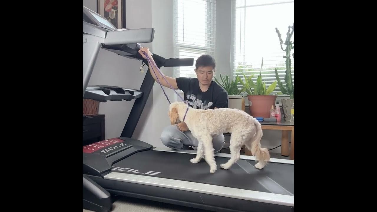 比特犬训练方法与跑步机使用指南，强化耐力、咬合力与体能训练插图