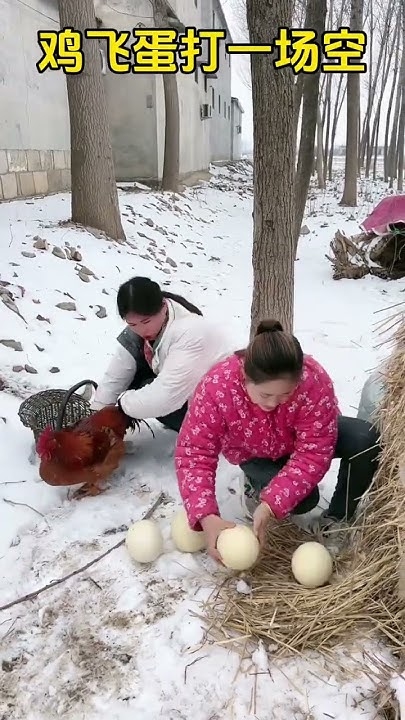 比翼双飞打一生肖鸡插图