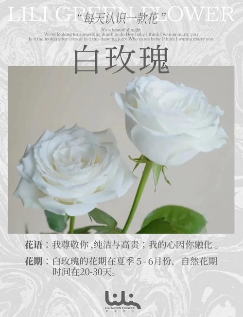白玫瑰的送花禁忌插图