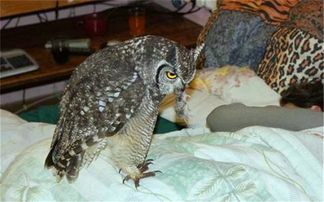 半夜三更猜动物,答案聚焦在猫头鹰和生肖鼠上。插图 半夜三更猜动物,答案聚焦在猫头鹰和生肖鼠上。插图