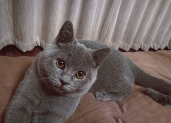 八字入门图解，英短蓝猫价格与选购技巧插图