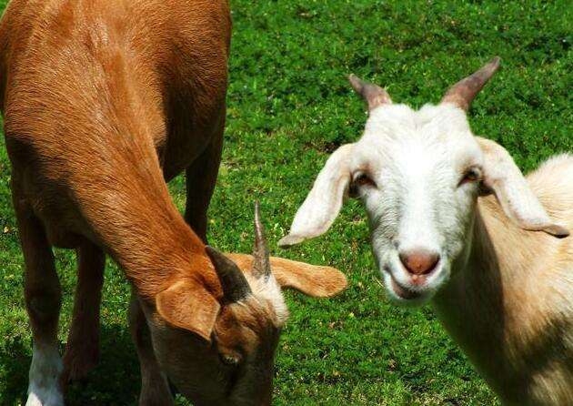 春光灿烂天气好生肖羊插图 春光灿烂天气好生肖羊插图