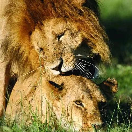 草行露宿解生肖，蛇的坚韧与生存之道插图