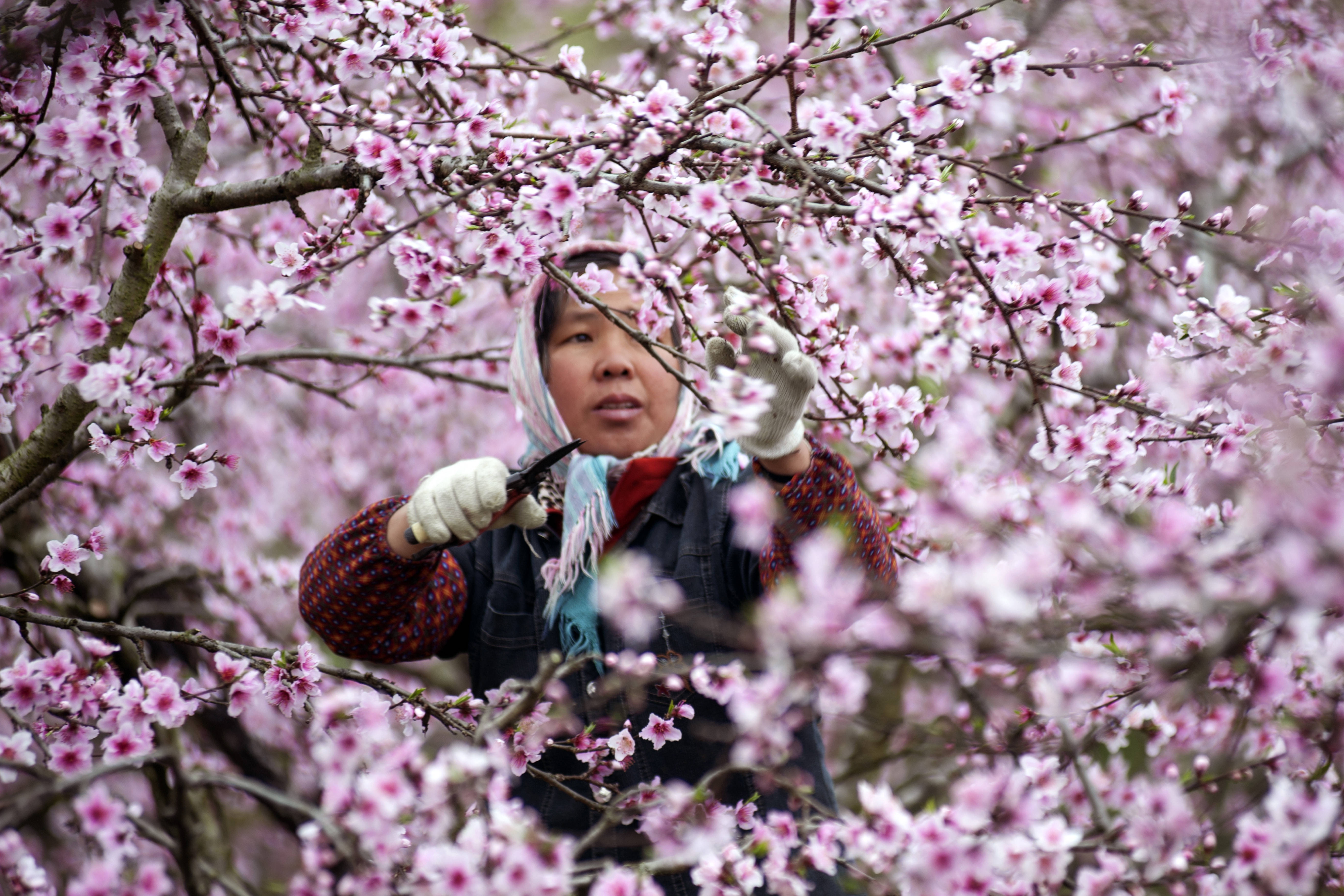 春色红梅香万树，生肖鸡独领风骚。插图