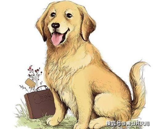 冲太岁属狗的如何化解2024年的困扰与挑战插图 冲太岁属狗的如何化解2024年的困扰与挑战插图