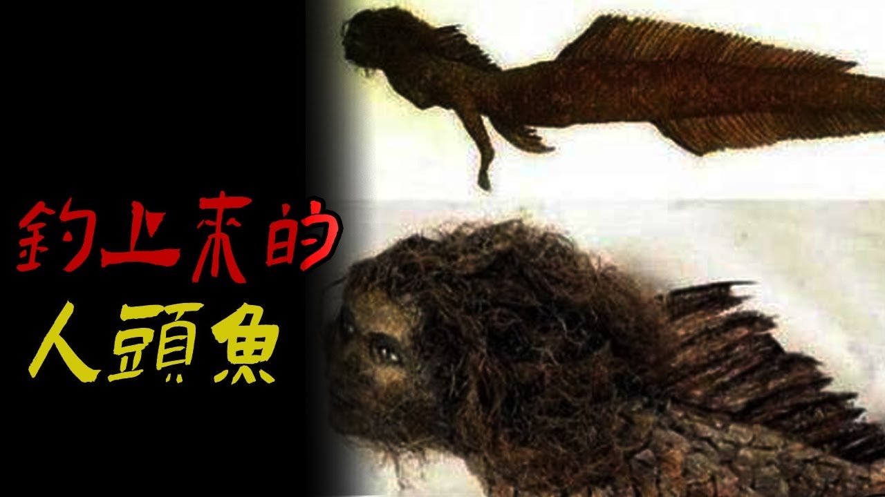 沉鱼落雁与生肖之谜。插图