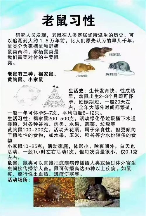 吃里扒外的生肖是鼠。插图