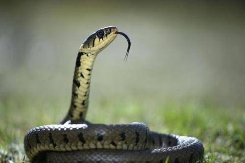 藏鼠卧蛇揭秘生肖谜团,真相并非十二生肖之一插图 藏鼠卧蛇揭秘生肖谜团,真相并非十二生肖之一插图