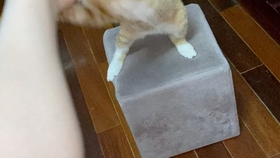 藏在角落的老鼠。插图