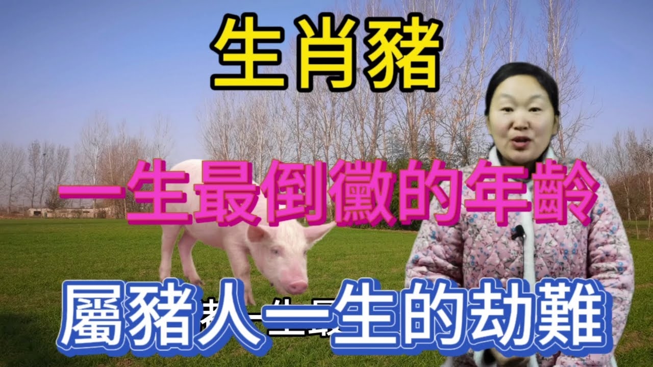 答案是，猪，解释，根据谜面怕死又碰上送葬的——在劫难逃，结合生肖特征对应，可以得出答案为猪。这句谜语暗示了胆小谨慎的性格和不可避免的不幸或命运，在劫难逃强调无法改变、必须面对的命运，与十二生肖中猪的特征相符。在中国文化中，生肖猪通常被视为好运、财富相联系的象征之一，但也有懒散、安逸等性格特点。插图