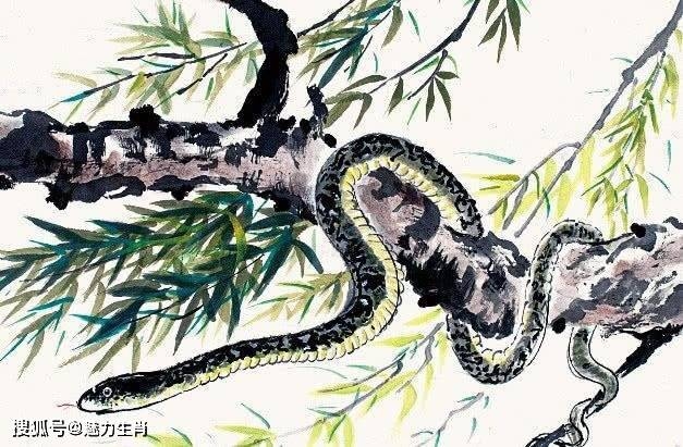 点石成金揭秘生肖之谜，虎、蛇、牛或猴？插图