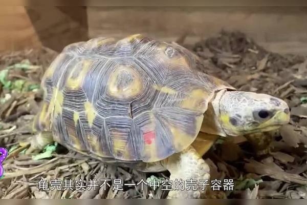 动物占卜详解，乌龟壳的灵异现象与六爻占卦的智慧插图