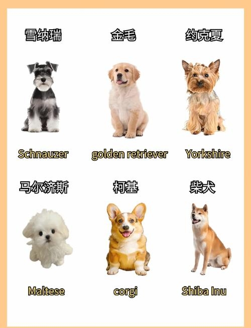 独一无二的狗狗名字（独一无二的狗狗名字英文名）插图