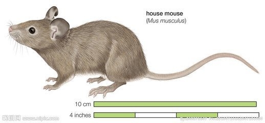 东张西望关联生肖鼠，谨慎多疑，行为特点解析插图