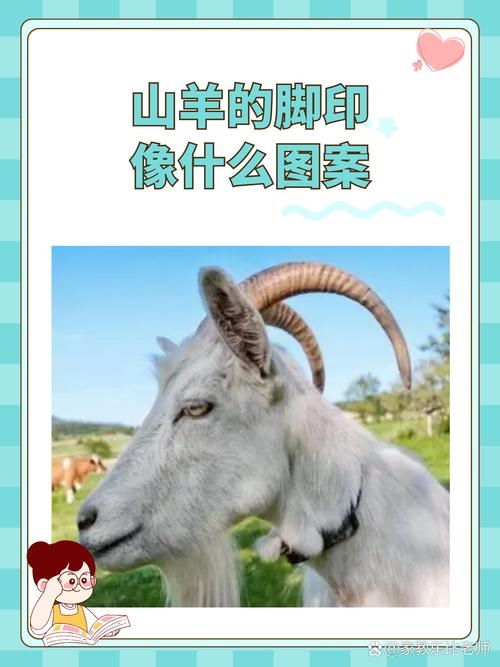 二人三足谜底揭晓，生肖羊的奇特脚趾结构揭示其独特之处插图