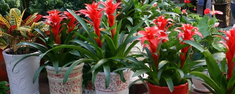 发财预兆，植物繁茂、鸟类筑巢与财富增长征兆，草木生长旺盛，家中风水佳预示财运提升。插图