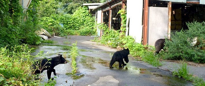 根深蒂固的生肖之谜插图