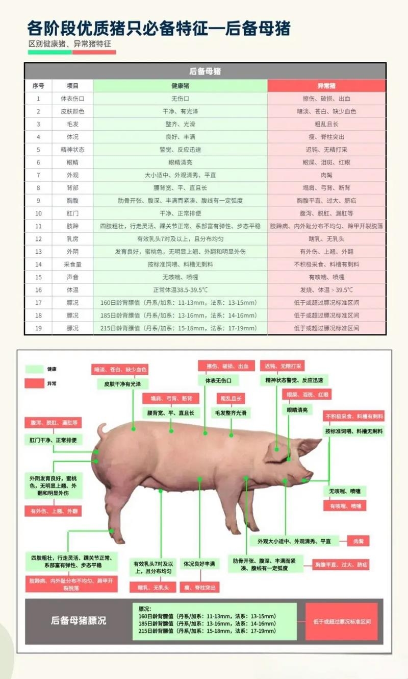 过往之猪详解，命运与性格特征探索插图