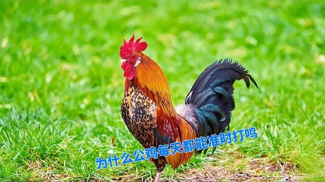 公鸡时辰打鸣插图