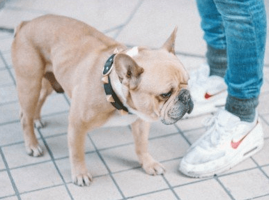 搞笑狗名大全插图