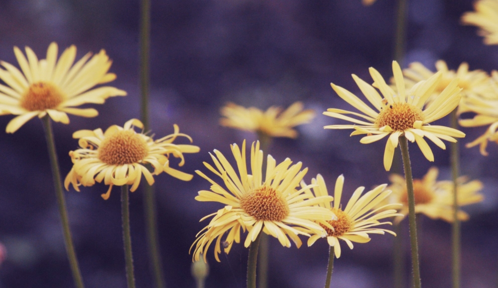 光阴荏苒生肖马插图