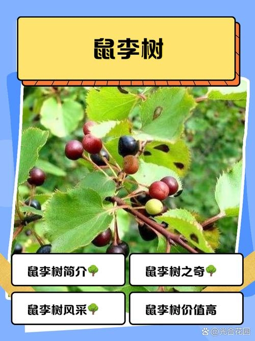 红果绿叶同一树与生肖的奇妙联系插图