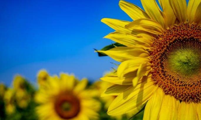 怀念过去繁花似锦。，心碎之声独留余温。，失落的繁华岁月如梭。插图