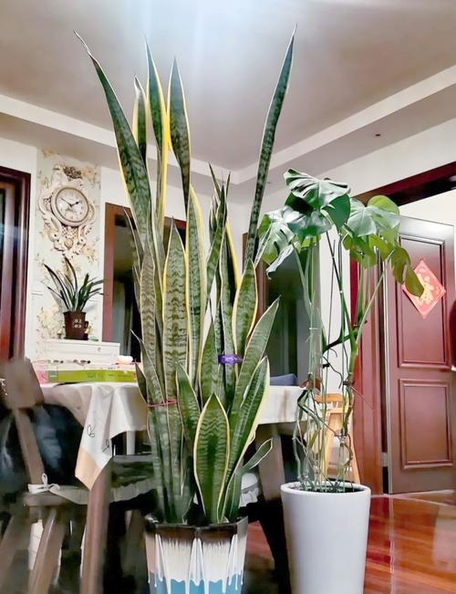 虎皮兰的风水作用与摆放禁忌，正确放置招财旺运，错误摆放影响运势，养虎皮兰的注意事项和推荐位置插图