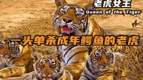 虎视眈眈的生肖之谜插图