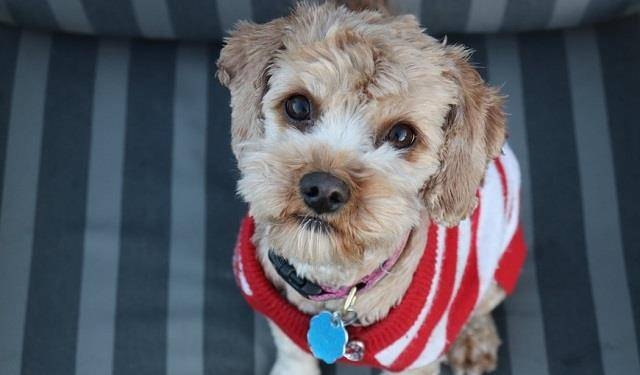 好听寓意狗名推荐，符合您提供的内容要求，简洁明了地概括了文章的主要内容。插图