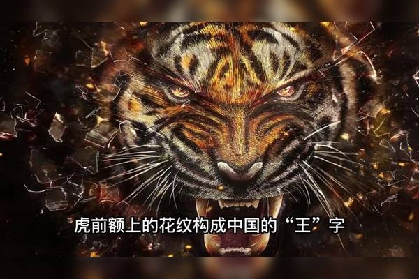 虎略龙韬解析，生肖非直接对应，或是象征勇猛与尊贵。插图
