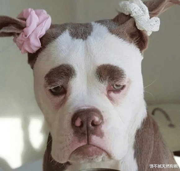 火烧眉毛打一肖，答案不一，可能是蛇、马或狗。具体解析请关注相关生肖特性与成语含义的关联。插图