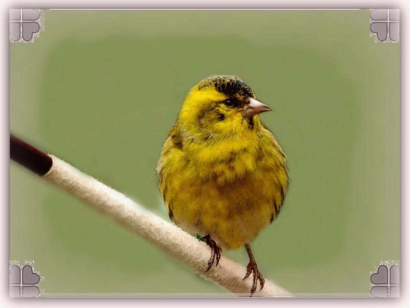 黄鸟在线高清观看插图