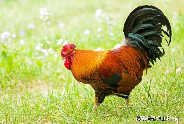 家道中落与生肖无关,鸡作为司晨动物象征预报和预见。家道中落的含义是家庭经济状况不如从前富裕了,逐渐衰败。插图 家道中落与生肖无关,鸡作为司晨动物象征预报和预见。家道中落的含义是家庭经济状况不如从前富裕了,逐渐衰败。插图