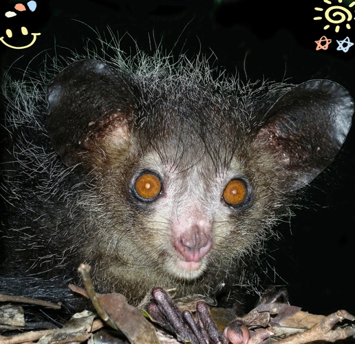 镜花水月指猴。插图