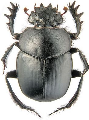 解梦大便的象征意义及财运预示插图