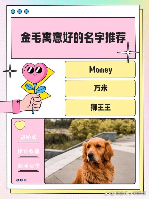 金毛狗名字合集，招财、可爱风及威猛名称推荐插图