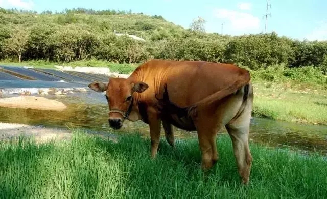 九牛一毛，鼠的象征插图